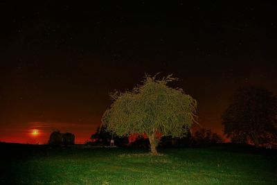 Firework display on field against sky at night