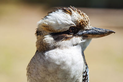 Close-up of a kingfisher