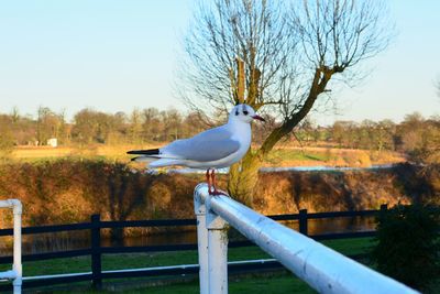 Bird perching on railing against sky