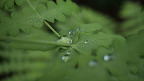 Close-up of raindrops on leaves