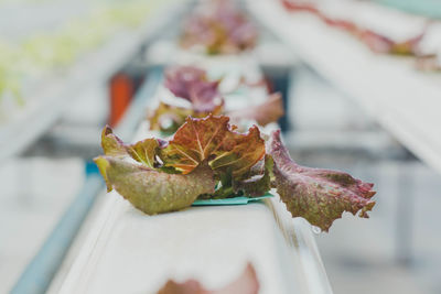 Close-up of insect on plant