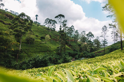 Scenic view of agricultural field against sky