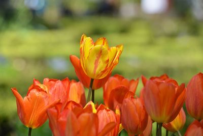 Close-up of orange tulips on field