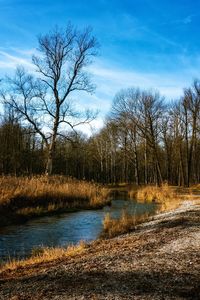 Scenic view of lake in forest against sky