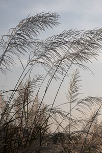 Low angle view of plant against sky