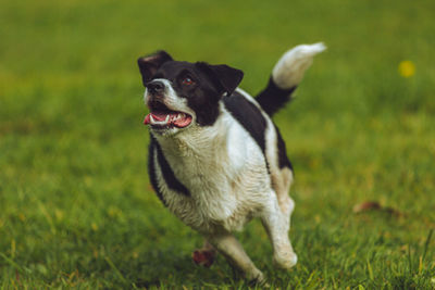 Dog running in a field on a farm in new zealand