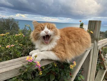 View of a cat against plants