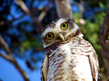 Close-up portrait of owl