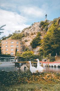 Birds in a lake