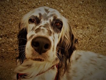 English setter