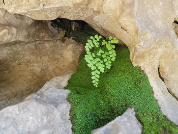 High angle view of plant growing on rock