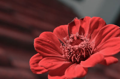 Close-up of red flower