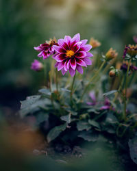 Close-up of pink flowering plant