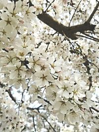 Full frame shot of white flowers