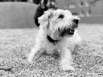 Close-up of a dog looking away