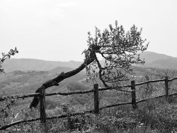 Tree on field by mountain against sky