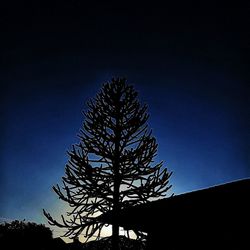 Low angle view of silhouette tree against clear sky at night