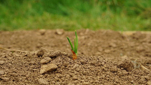 Close-up of plant on field