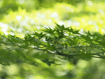 Close-up of green leaves