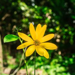 Close-up of yellow flower blooming outdoors