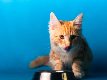 Portrait of a cat