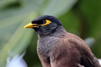 Close-up of black and yellow tropical bird perching outdoors
