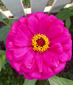 Close-up of pink flower