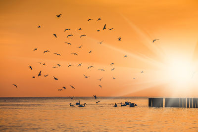 Flock of birds flying over sea at sunset