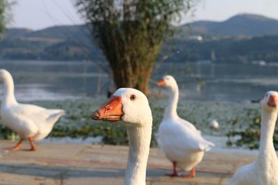 Seagulls on a lake