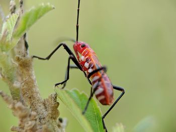 Close-up of insect