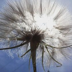Low angle view of dandelion
