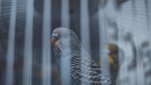 Close-up of parrot in cage