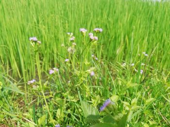 Close-up of purple flowering plants on field