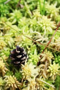 Close-up of flowers on plant