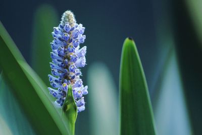 Close-up of purple flowering plant