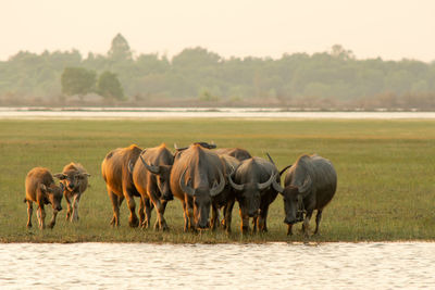 Horses on a field