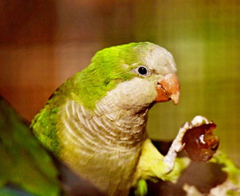 Close-up of parrot