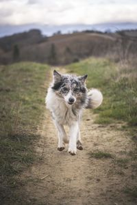 A border collie comes running over a dirtroad