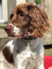 Close-up of dog looking away