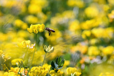 Bee pollinating on yellow flower