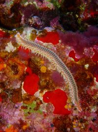 Close-up of turtle in sea