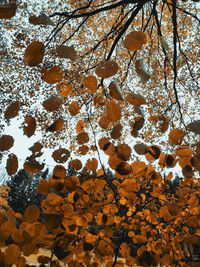 Close-up of leaves on tree during winter