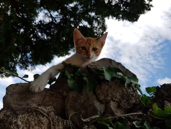 Portrait of a cat