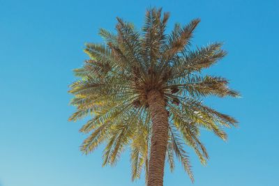 Low angle view of palm tree against clear blue sky