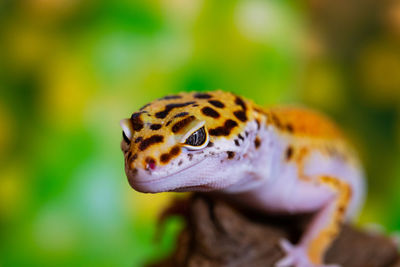 Close-up of a lizard