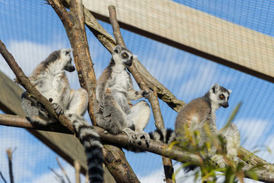 Low angle view of birds on tree at zoo