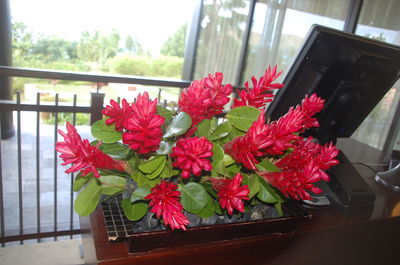 Close-up of pink flowers