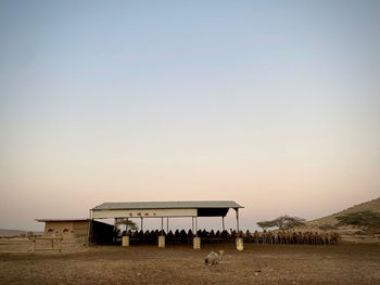 Scenic view of desert  and camel farm against clear sky