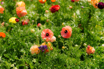 Close-up of flowering plants on field