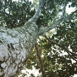 Low angle view of trees